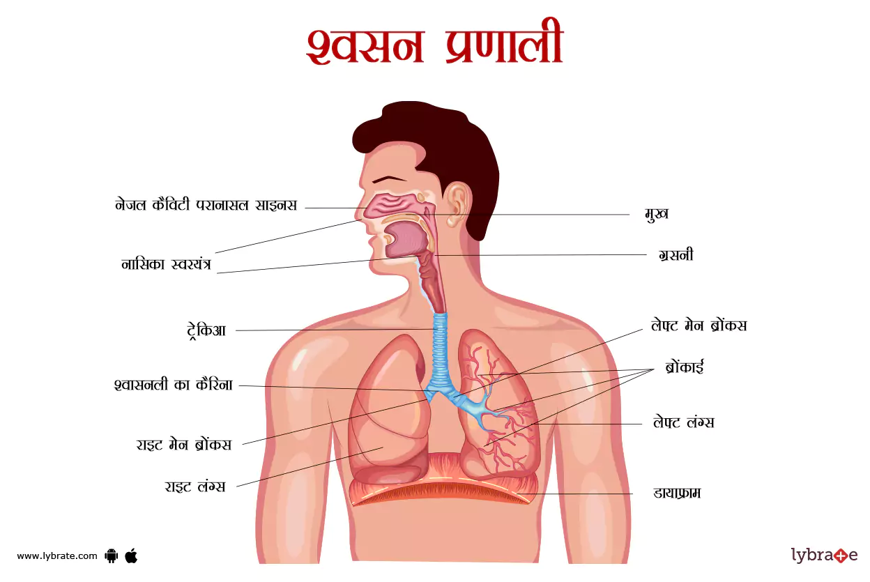 श्वसन प्रणाली का चित्र | Respiratory System Ki Image