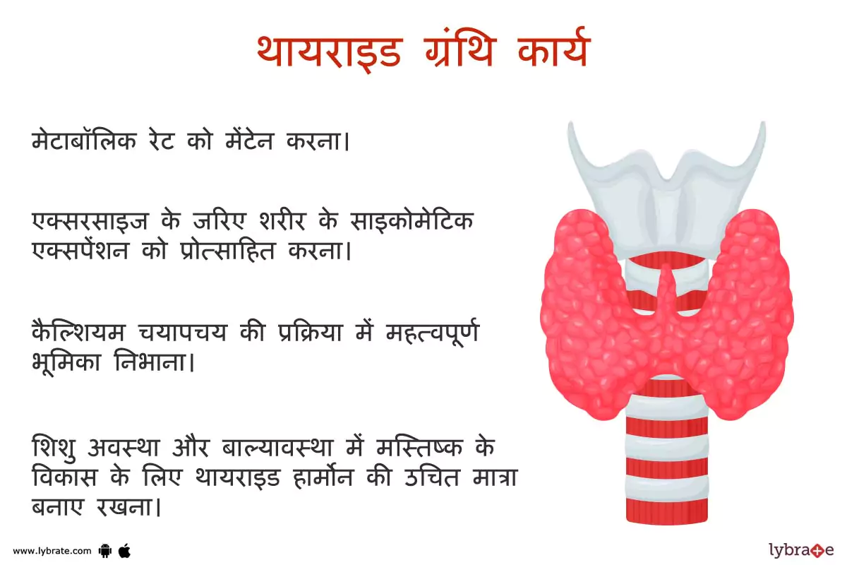थायरॉइड के कार्य | Thyroid Ke Kaam