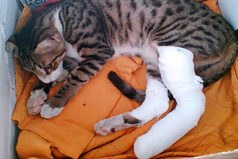 Dr Sunetra's PetVet Veterinary Clinic, Borivali Image 3