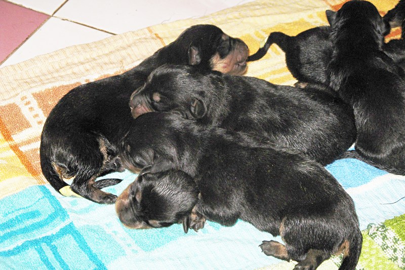 Dr Sunetra's PetVet Veterinary Clinic, Borivali Image 4