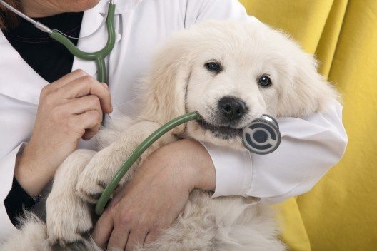 Cornerstone Pet Clinic Image 9