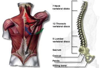 Ortho Neuro Chiropractic Physiotherapy Clinic Image 5