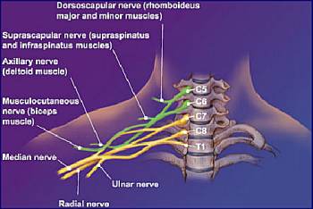 Ortho Neuro Chiropractic Physiotherapy Clinic Image 6