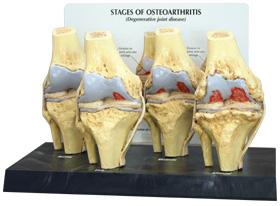 Ortho Neuro Chiropractic Physiotherapy Clinic Image 1