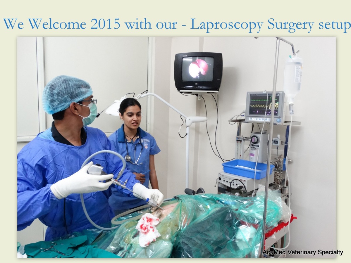Acumed Veterinary Specialty Image 2