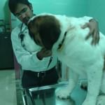 SKRD VETERINARY HOSPITAL Image 2