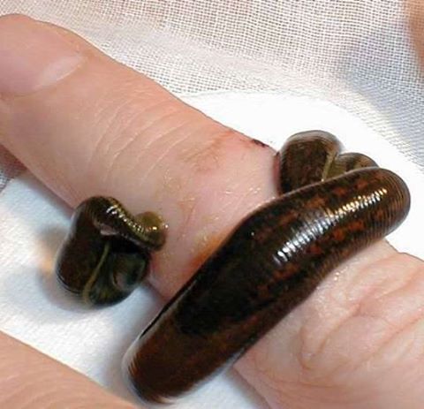 Ayurvedamitra Image 1