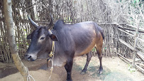 Animal Health Care Image 2