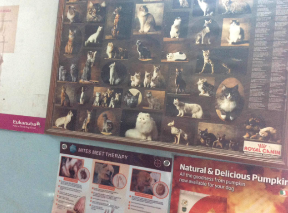 Animal Health Care Image 4