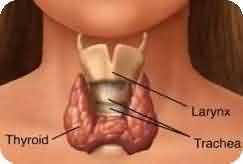 Dr.JosyJoy's online homeopathic consultation and treatment bangalore for thyroid hairfall piles infertility cholesterol skin diabetes ovary cyst irregular periods gastritis arthritis ulsoor bangalore mysore india Image 1