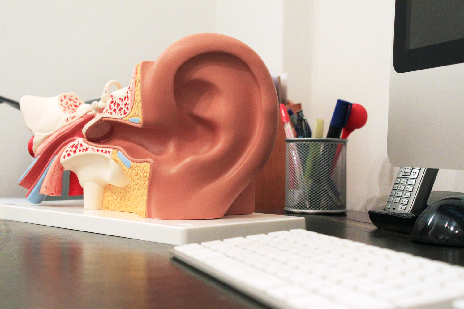 Hearing Ears Image 3