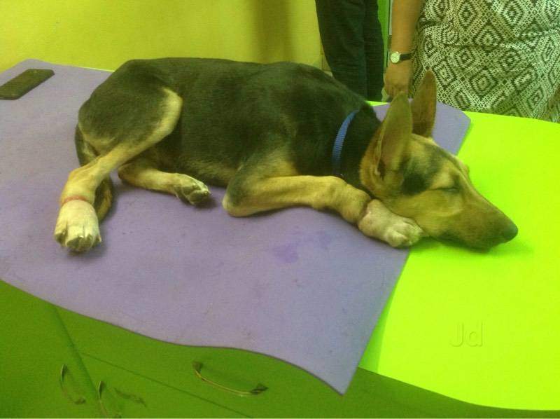Pet Doctor Image 2