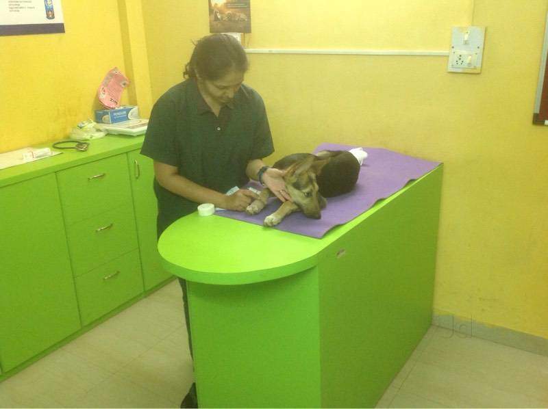 Pet Doctor Image 1