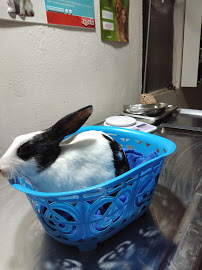 Pet clinic (Dr Brajesh Gupta) Image 1