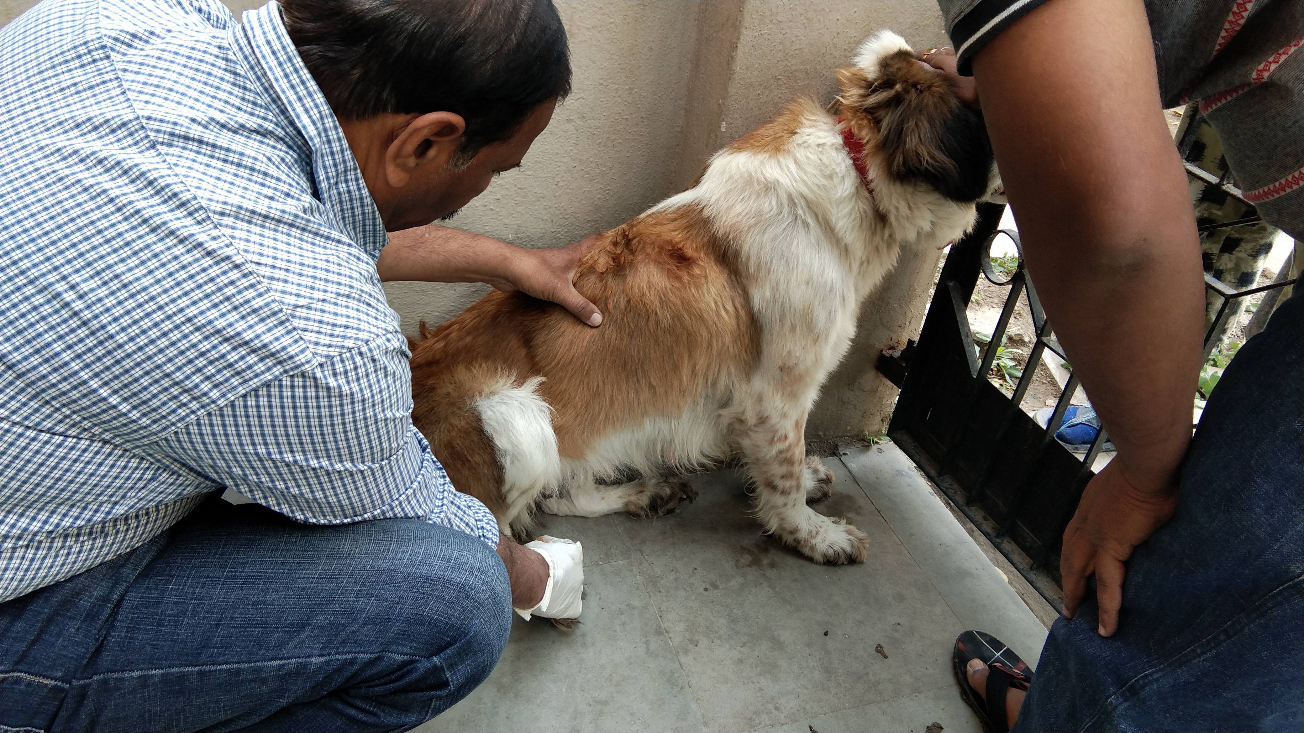 PET CLINIC Image 5