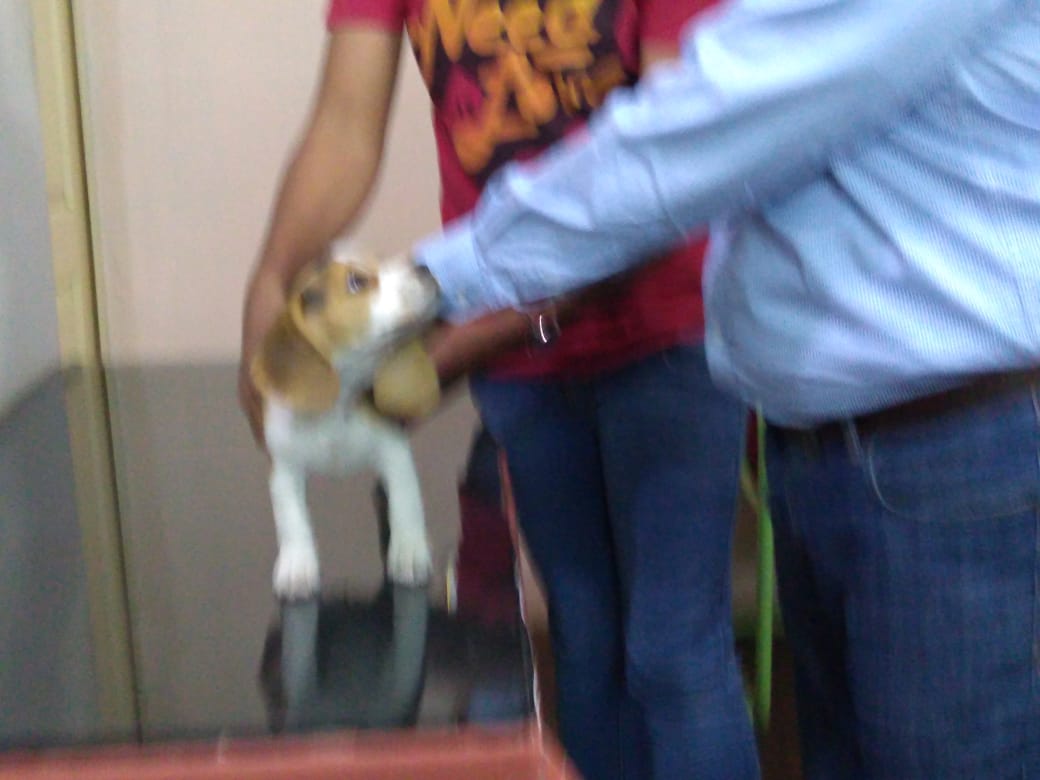 PET CLINIC Image 8