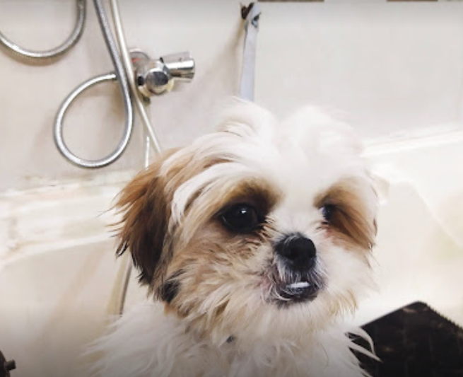 Pets And Vets, Pet Hospital Image 2