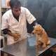 New Delhi Veterinary Clinic Image 1