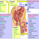 Hindusthan Health Point, Garia, Phone 9874289444, 0334359999 Image 9