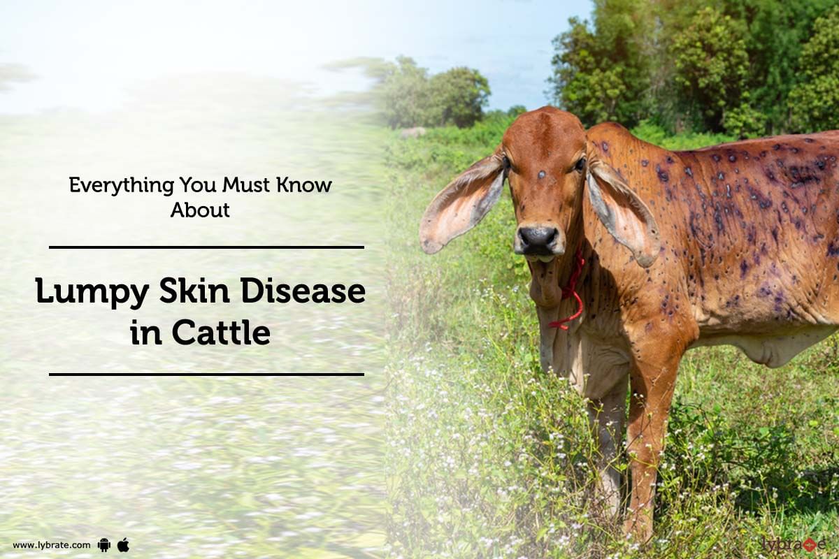 Everything you must know about Lumpy Skin Disease in Cattle - By Dr. Pravin  K Shah | Lybrate
