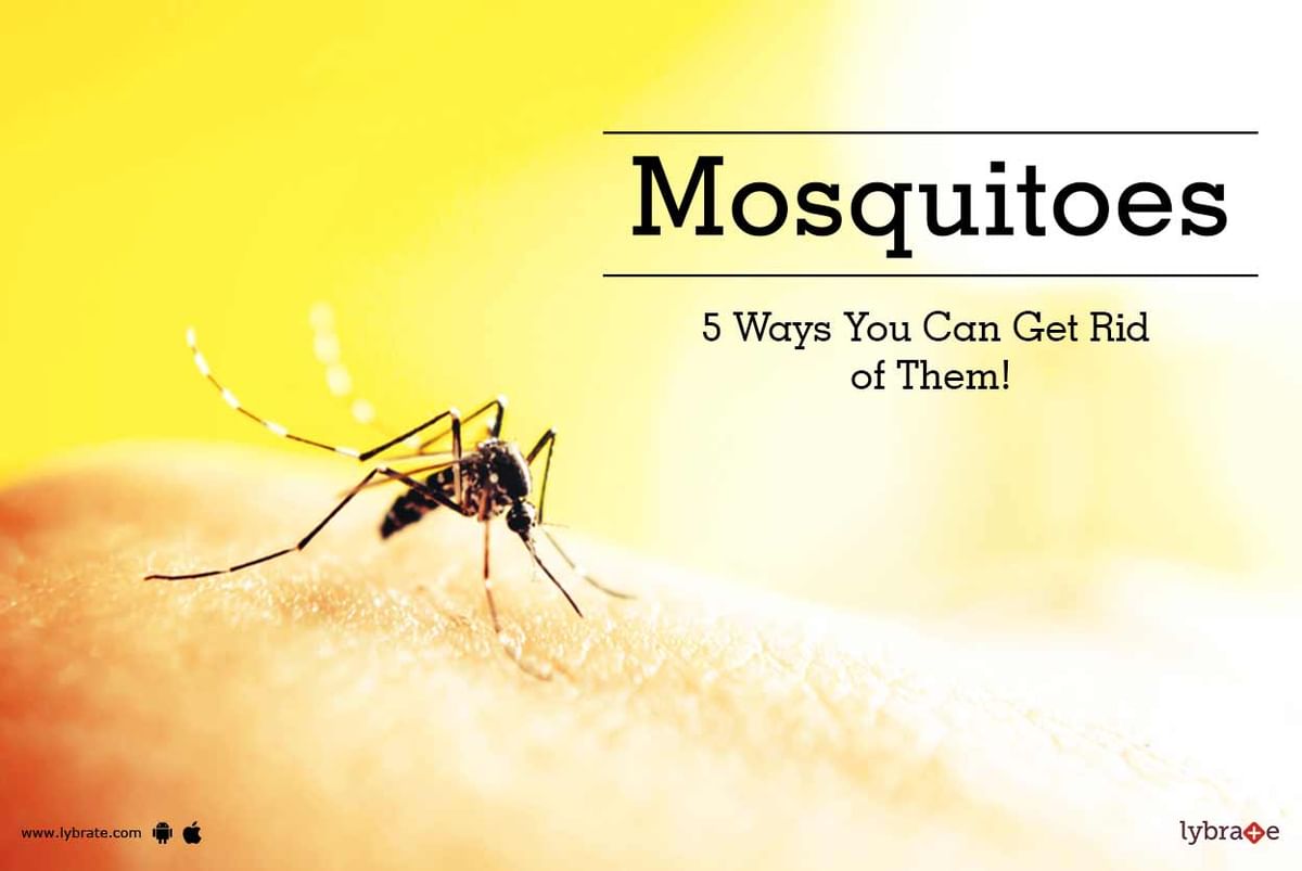 Mosquitoes - 5 Ways You Can Get Rid Of Them! - By Dr. Mangesh Chandewar ...