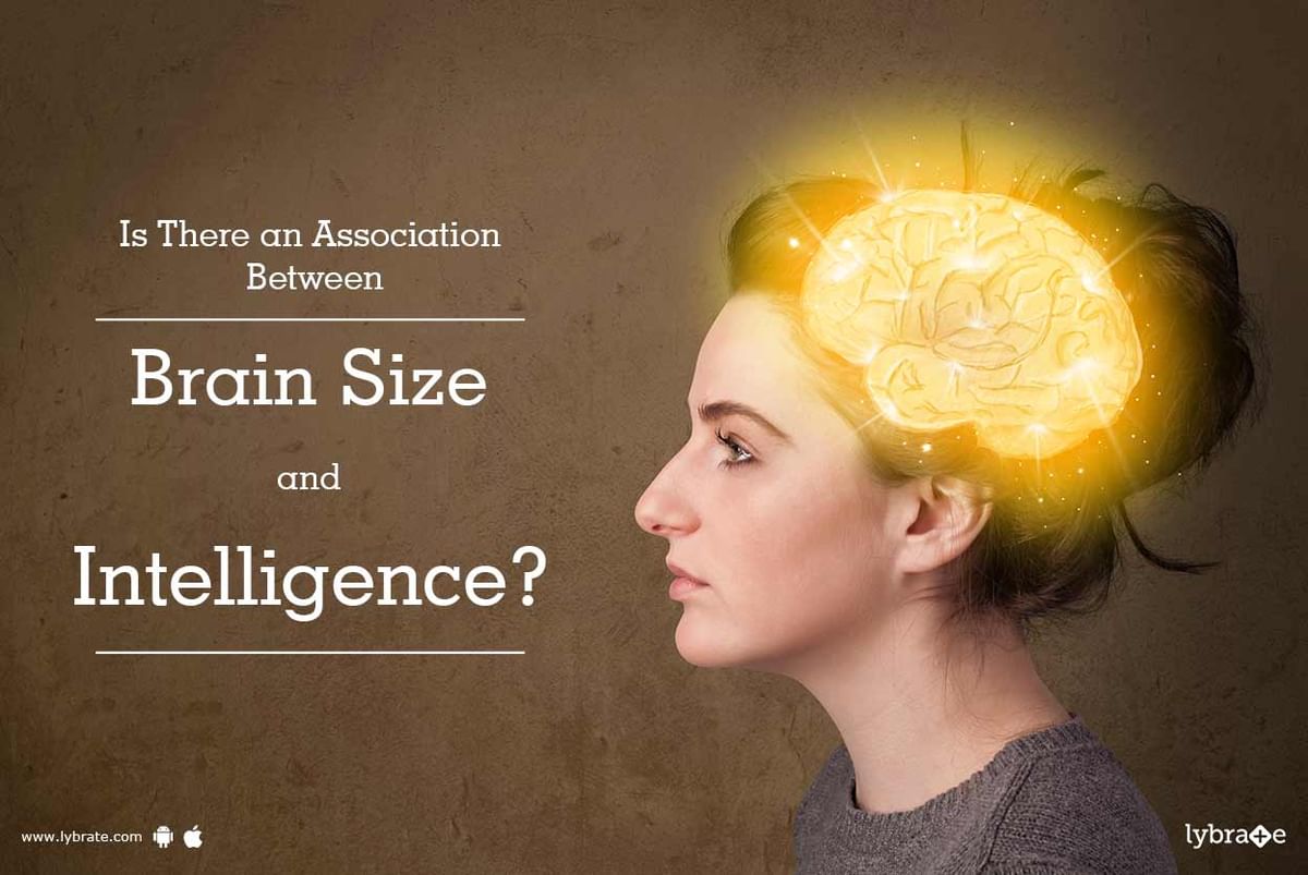 size of brain and intelligence