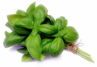 Daily Basil Consumption Can Enhance Libido In Men By Dr. Rahul