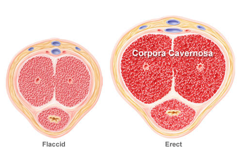 все о эрекцию и строение члена фото 92