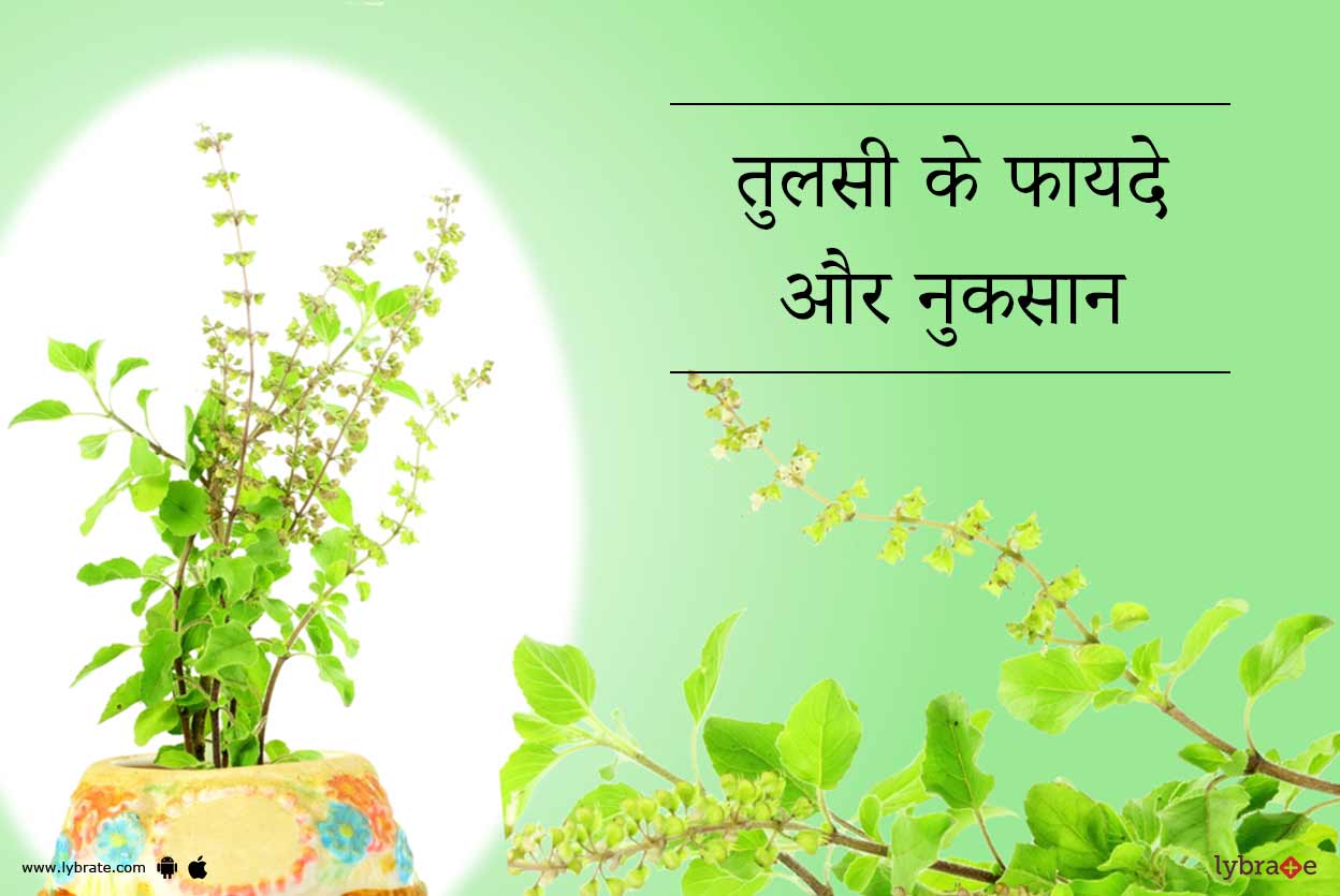 तुलसी के फायदे और नुकसान Tulsi Ke Fayde Or Nuksan in Hindi By Dt