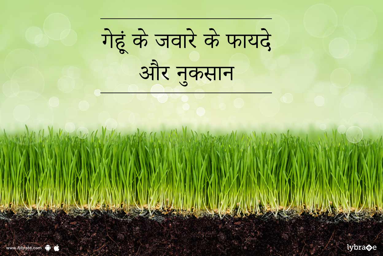 गेहूं के जवारे के फायदे और नुकसान Gehun Ke Jaware ke Fayde Or Nuksan