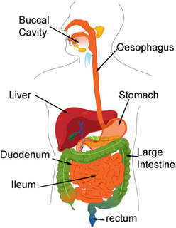 Gastroendoscopy - By Dr. Ashok Gupta 