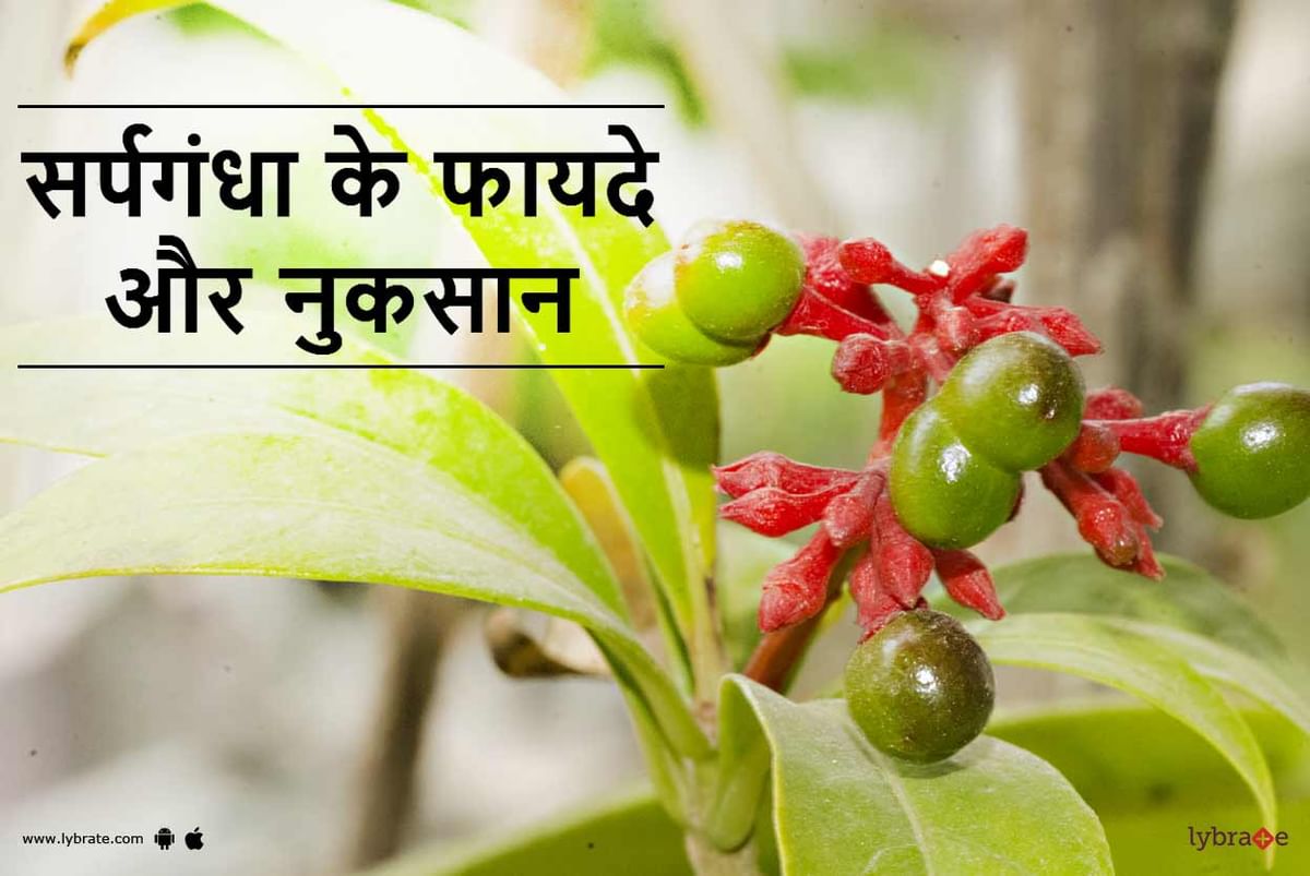 Sarpagandha Benefits And Side Effects In Hindi - सर्पगंधा के फायदे और ...