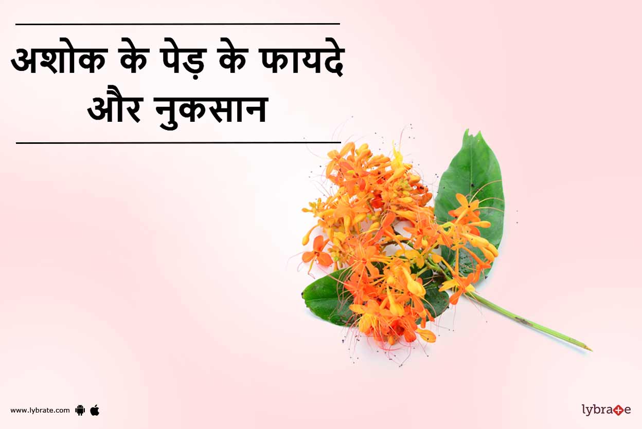 Ashoka Tree Benefits And Side Effects in Hindi अशोक के पेड़ के फायदे