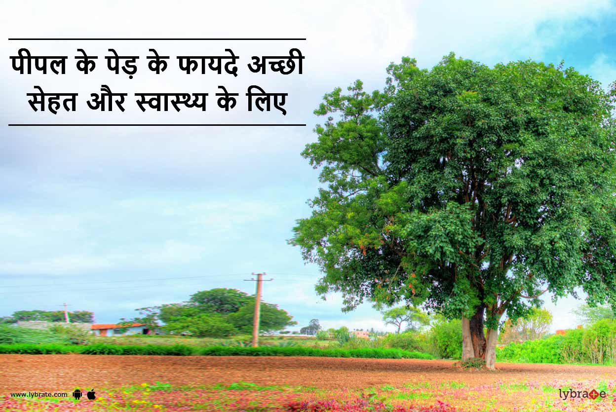Peepal Tree Health Benefits in Hindi पीपल के पेड़ के फायदे अच्छी सेहत