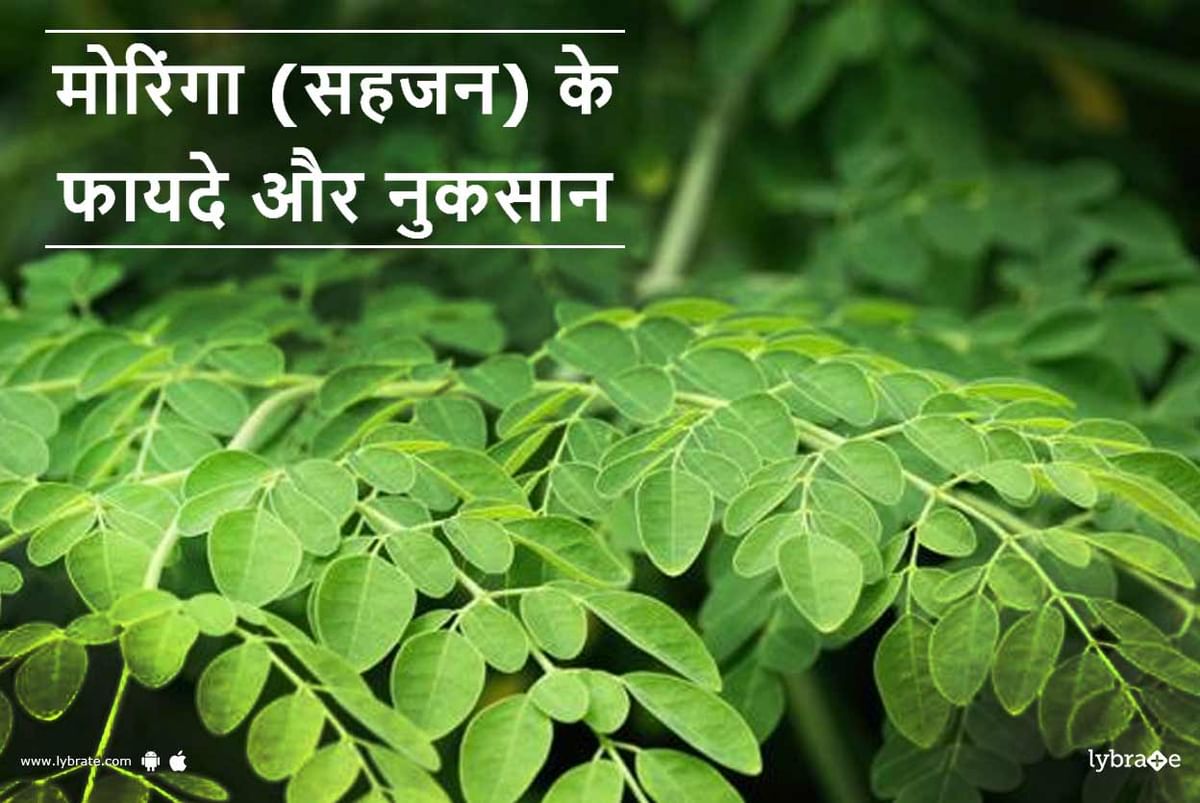 moringa-benefits-and-side-effects-in-hindi