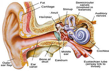 Know the Do's and Don'ts to Clean your Ears - Pristyn Care