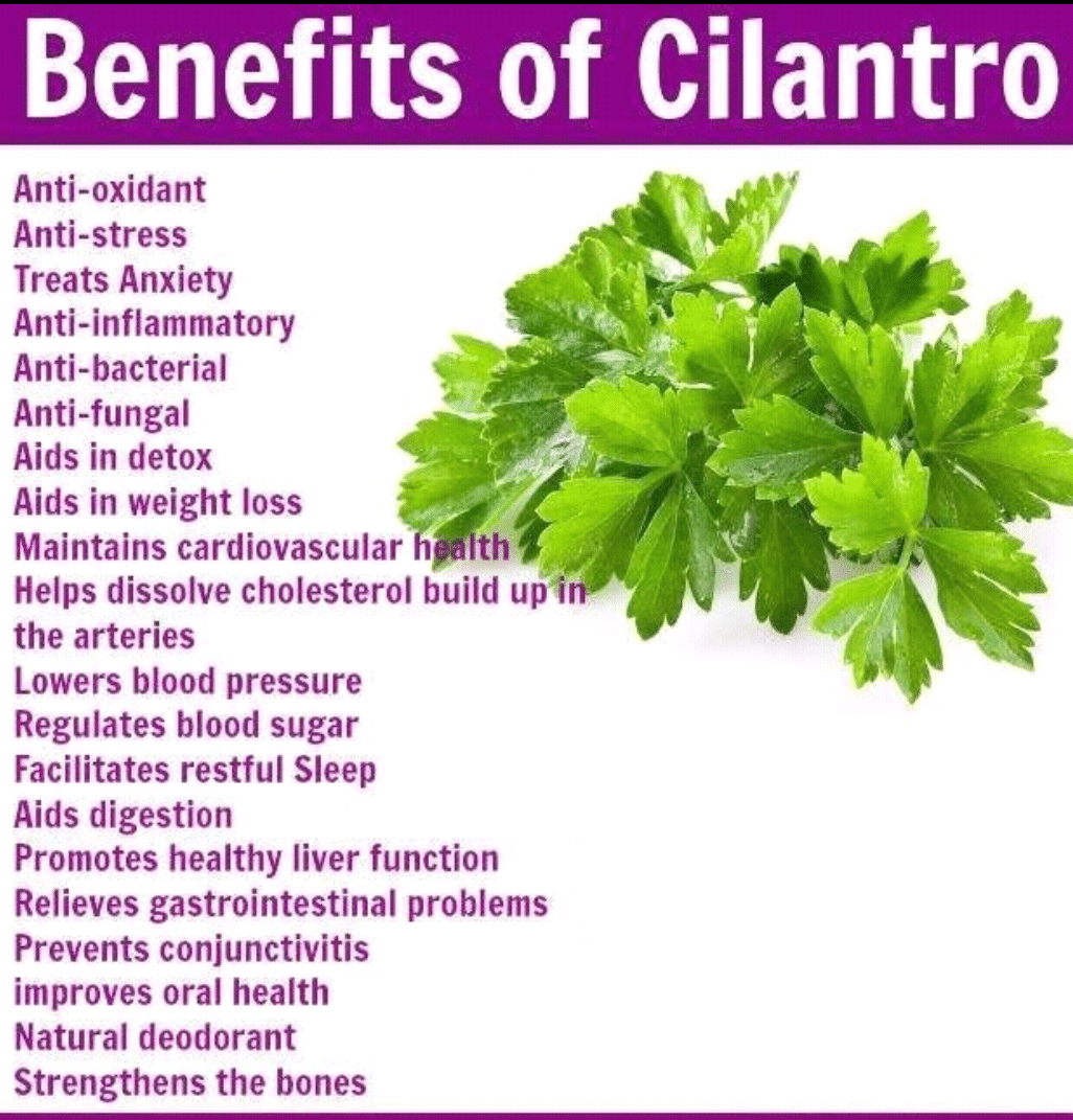 Benefits Of Cilantro By Dt Neha Suryawanshi Lybrate 