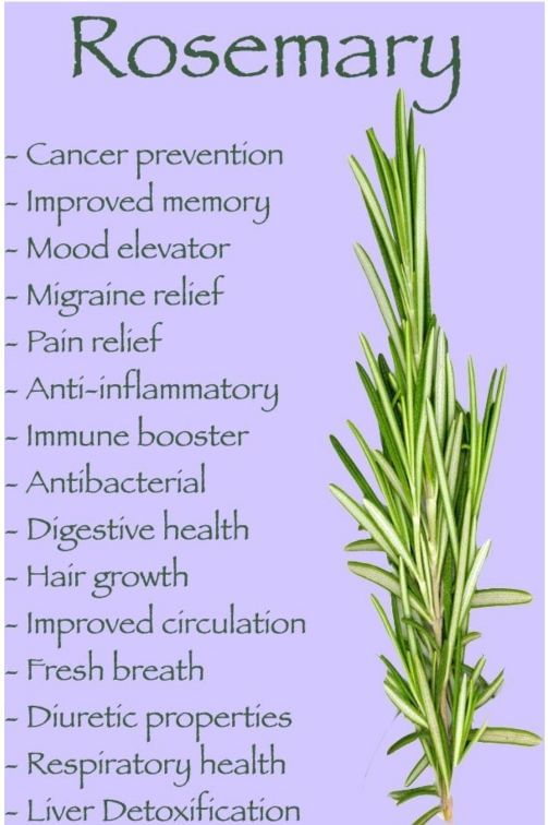 The Health Benefits of Rosemary