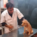 New Delhi Veterinary Clinic | Lybrate.com
