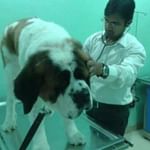Dr. Sandeep Yadav - Veterinarian, Gurgaon
