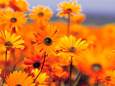 Dr. Jyotsna R - General Physician, Bangalore