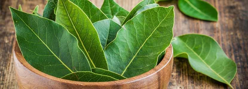 Benefits Of Bay Leaves