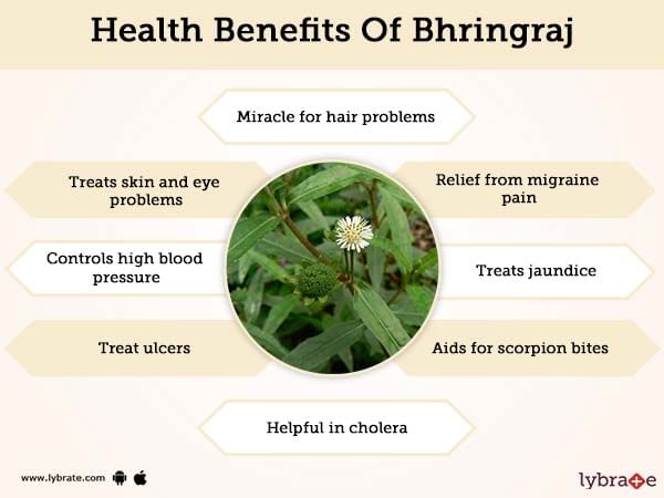 Bhringraj Benefits And Its Side Effects | Lybrate