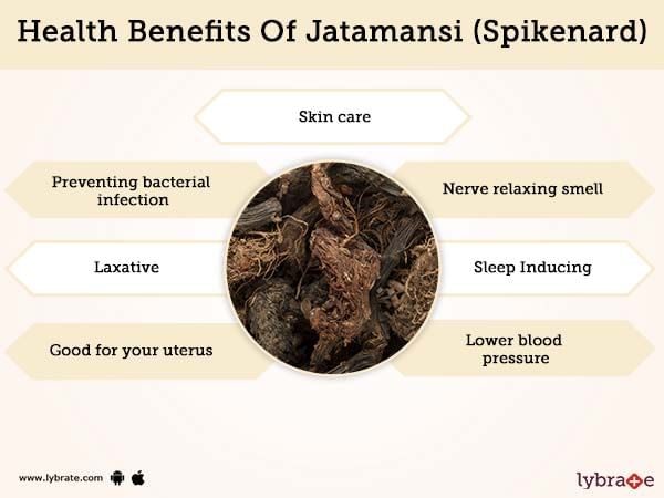JatamansiSpikenard 5 Incredible Wellness Incentives Of This Ayurvedic Root