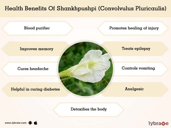 Shankhpushpi (Convolvulus Pluricaulis) Benefits And Its Side Effects |  Lybrate