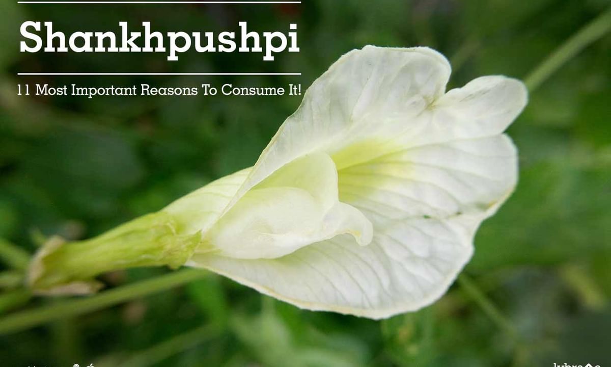 Shankhpushpi - 11 Most Important Reasons To Consume It! - By The Herbals |  Lybrate