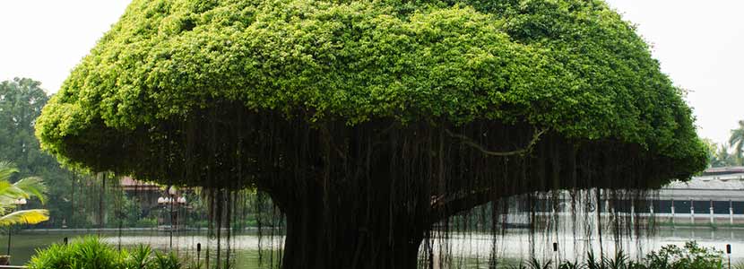 Banyan Tree Benefits Lybrate
