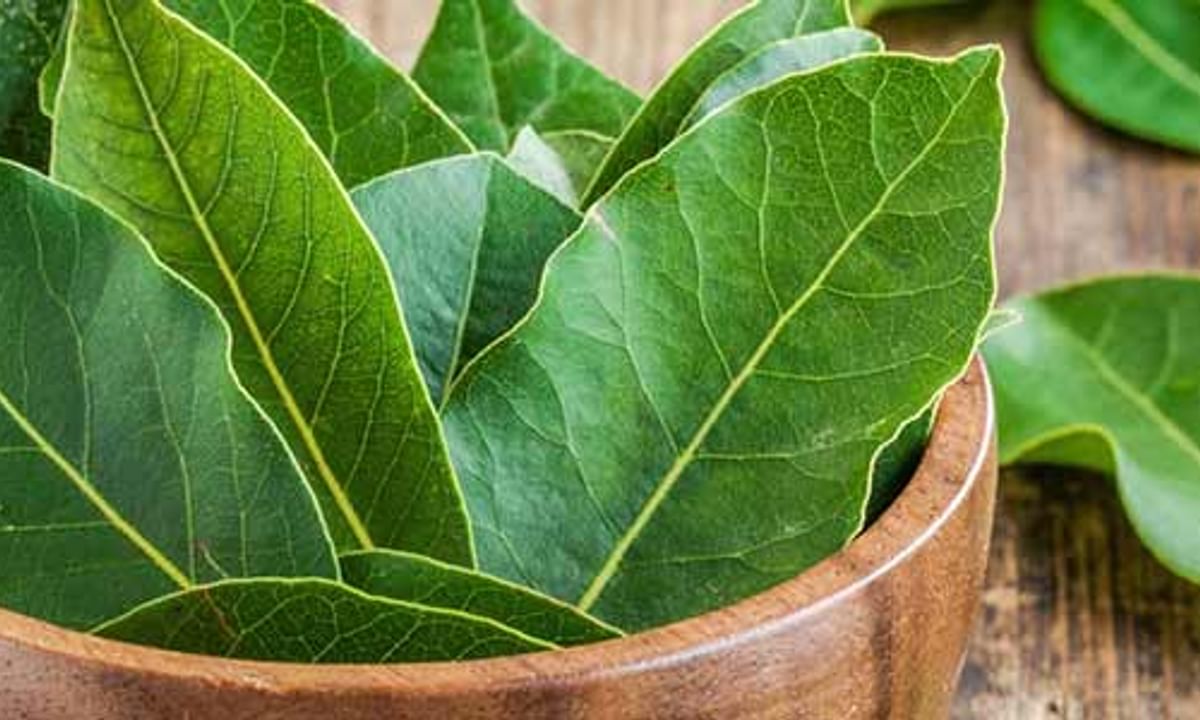 Top 13 Health Benefits of BAY LEAF TEA (YOU NEED TO KNOW)