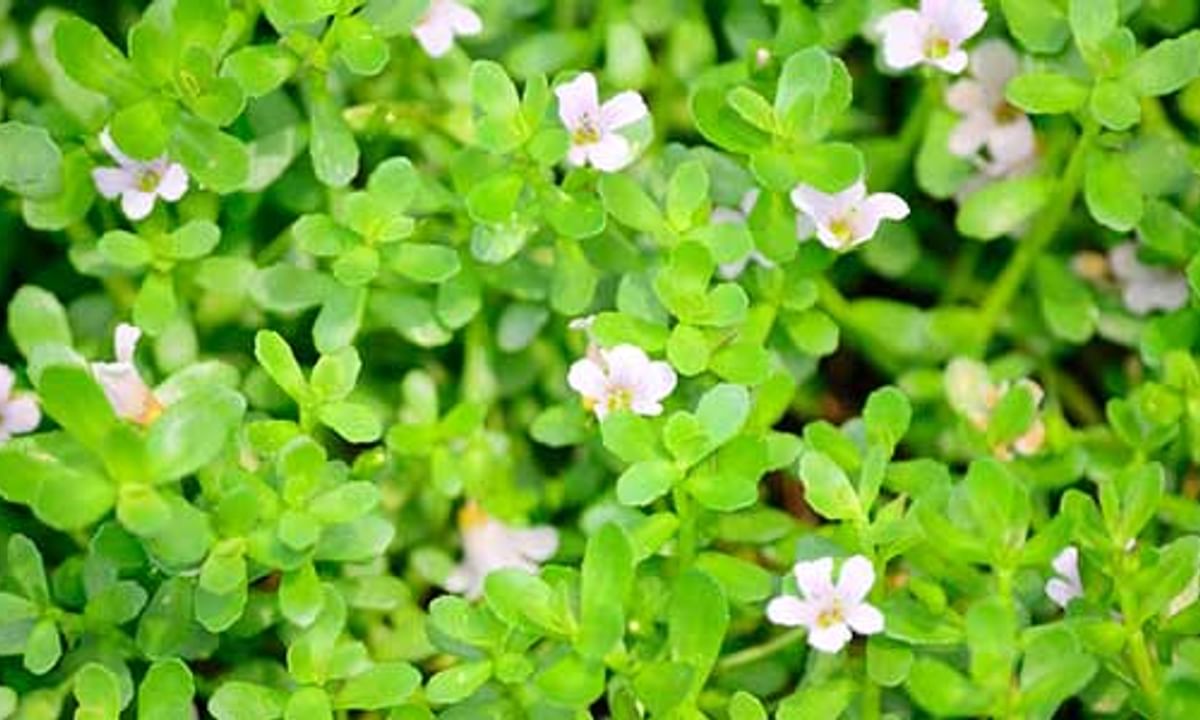 Brahmi Benefits And Its Side Effects | Lybrate
