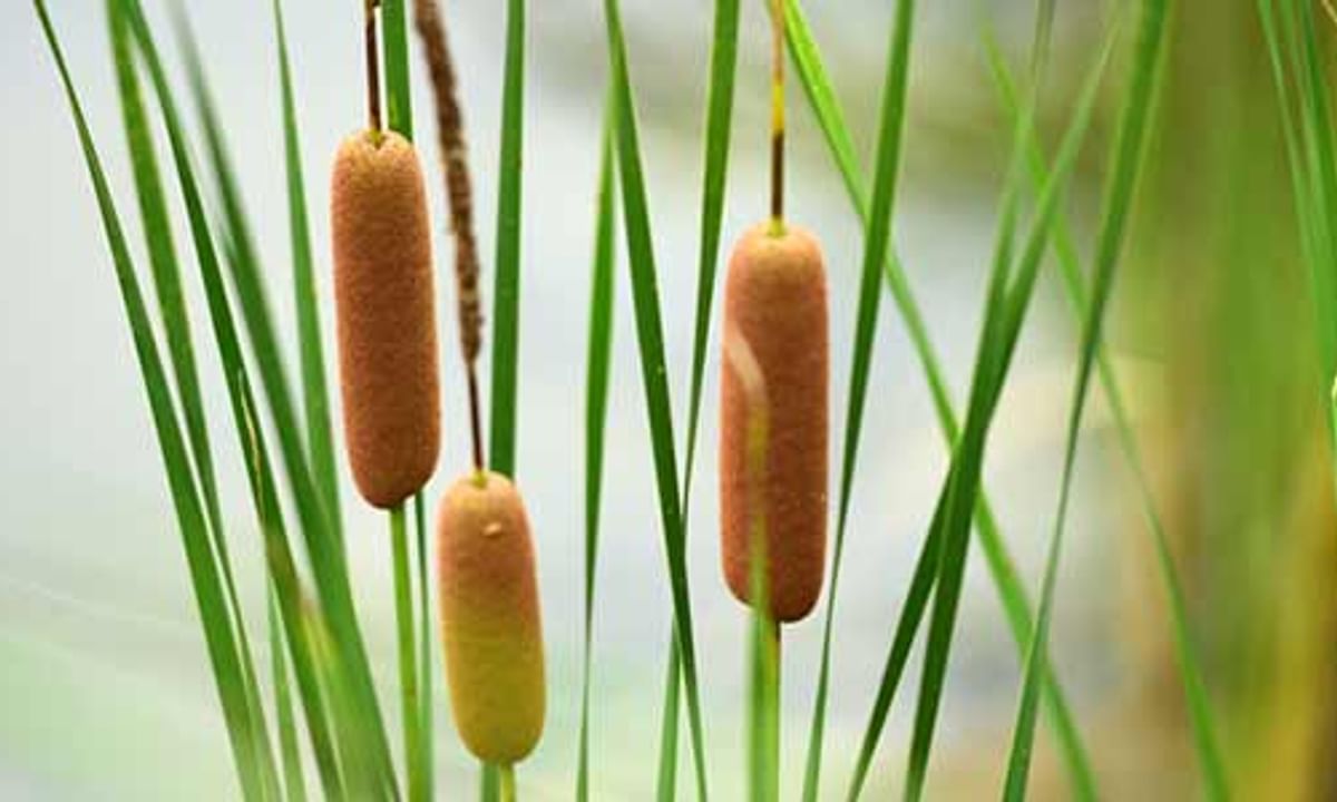 benefits of cattail and its side effects | lybrate